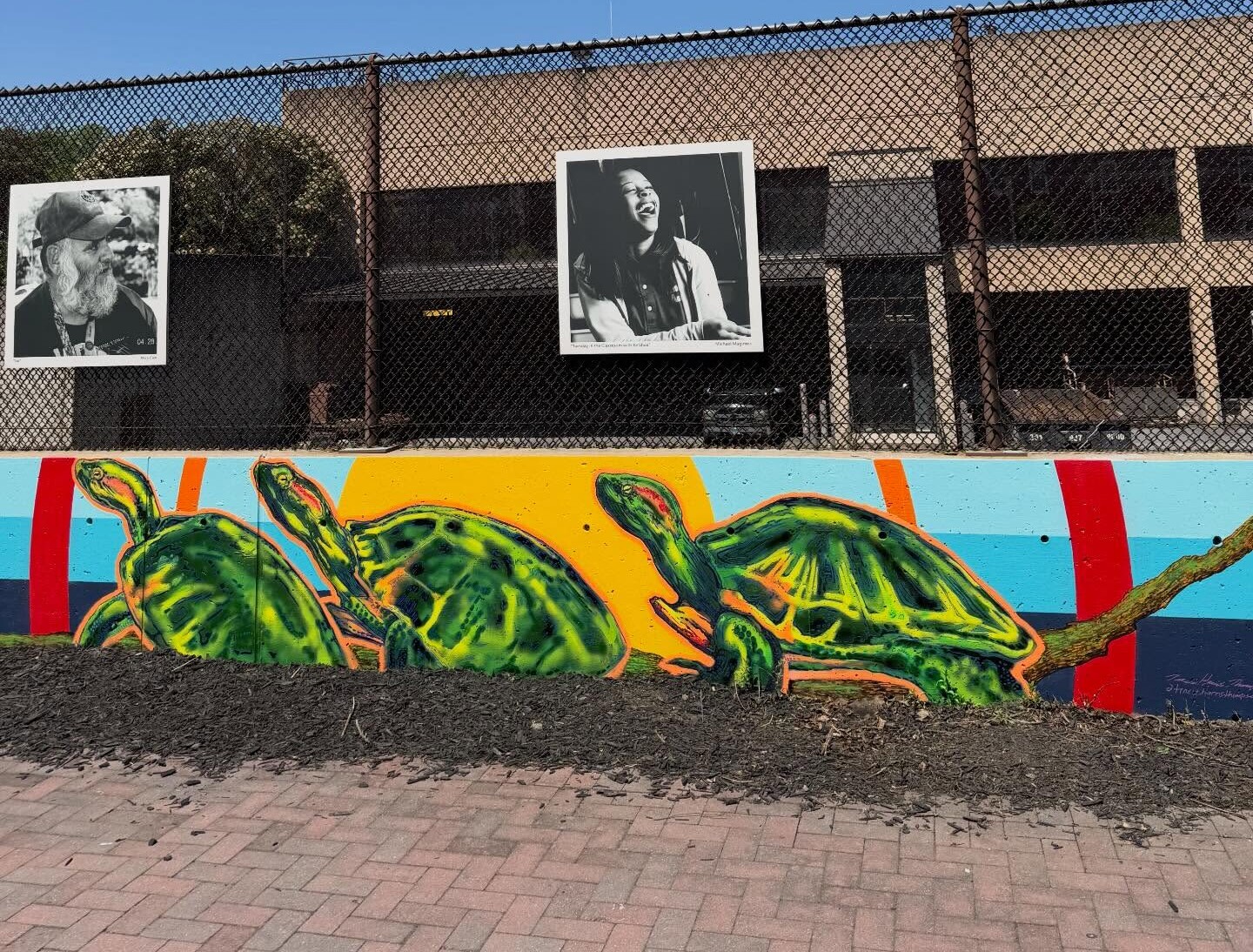 A mural we create of three green sea turtles swims below black-and-white portraits of two people, displayed on a chain-link fence in front of a building under a clear blue sky.
